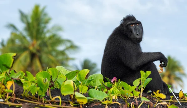 Los Celebes Tienen Cresta Macaco Silueta Contra Fondo Del Cielo — Foto de Stock