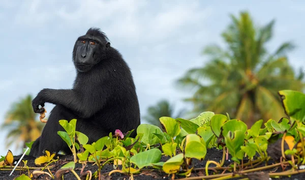 塞莱伯斯的冠状猕猴 在天空背景的剪影 冠黑色猕猴 苏拉威西冠猕猴 芹菜猕猴或黑猿 自然栖息地 苏拉威西 印度尼西亚 — 图库照片