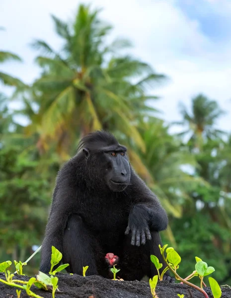 Die Promis Haubenmakaken Haubenmakaken Sulawesi Haubenmakaken Sulawesi Makaken Oder Der — Stockfoto