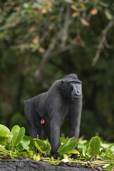 Macaque Crêpes Celebes Macaque Noir Crête Macaque Crête Sulawesi Macaque — Photo