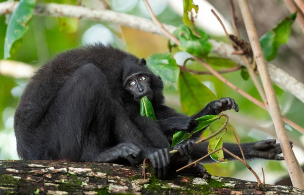 Los Celebes Crestaron Macaco Con Cachorro Rama Del Árbol Macaco —  Fotos de Stock