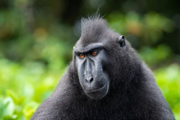 Celebes Crested Macaque Green Natural Background Crested Black Macaque Sulawesi — Stock Photo, Image