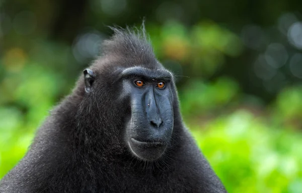 Celebes Kuif Maka Kuif Zwarte Makaken Sulawesi Kuif Makaken Zwarte — Stockfoto