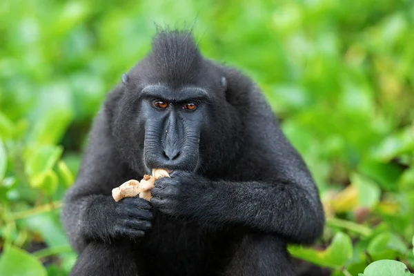 Die Promis Schopfmakaken Essen Haubenmakaken Sulawesi Haubenmakaken Sulawesi Makaken Der — Stockfoto