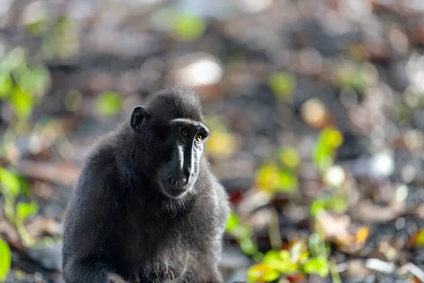 塞莱伯斯的冠状猕猴 冠黑色猕猴 苏拉威西猕猴 或黑色的猿 自然栖息地 苏拉威西 印度尼西亚 — 图库照片