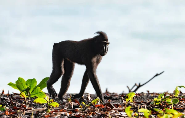 Macaque Crêpes Celebes Macaque Noir Crête Macaque Crête Sulawesi Célébrités — Photo