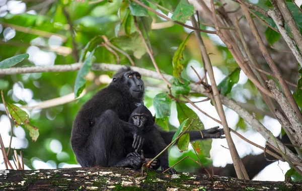 Celebes Kuif Makaken Met Cub Tak Van Boom Kuif Zwarte — Stockfoto