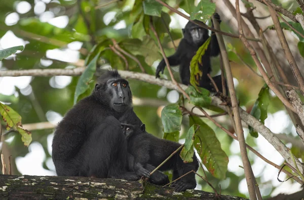 Den Celebes Crested Makaque Med Unge Grenen Trädet Crested Svart — Stockfoto