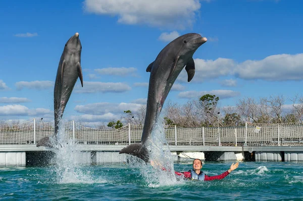 물에서 돌고래 점프와 — 스톡 사진