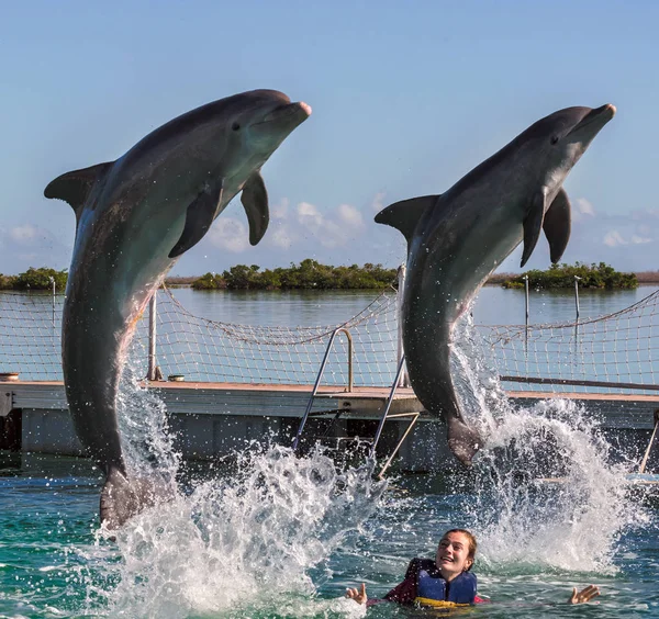 Woman swimming with jumping dolphins in blue water.