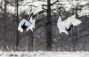 Dans Eden Turnalar. Turnaların ayinsel evlilik dansı. Kırmızı taçlı vinç. Bilimsel adı: Grus japonensis, ayrıca Japon vinç veya Mançurya vinç denir.