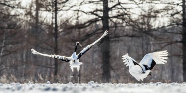 Dans Eden Turnalar. Turnaların ayinsel evlilik dansı. Kırmızı taçlı vinç. Bilimsel adı: Grus japonensis, ayrıca Japon vinç veya Mançurya vinç denir.