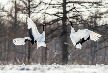 Dans Eden Turnalar. Turnaların ayinsel evlilik dansı. Kırmızı taçlı vinç. Bilimsel adı: Grus japonensis, ayrıca Japon vinç veya Mançurya vinç denir.