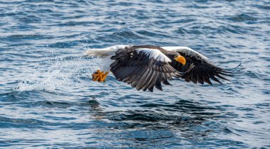 Yetişkin Steller'ın deniz kartal Balık tutma. Bilimsel adı: Haliaeetus pelagicus. Mavi okyanus arka plan.