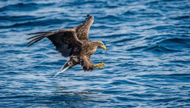 White-tailed eagle fishing. Blue Ocean Background. Scientific name: Haliaeetus albicilla, also known as the ern, erne, gray eagle, Eurasian sea eagle and white-tailed sea-eagle. Natural habitat