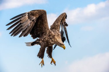 White tailed eagle in flight. Blue sky background. Scientific name: Haliaeetus albicilla, also known as the ern, erne, gray eagle, Eurasian sea eagle and white-tailed sea-eagle.