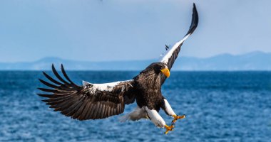 Steller'ın deniz kartalı uçuyor. Mavi gökyüzü arka planı. Bilimsel adı: Haliaeetus pelagicus. Doğal Yaşam Alanı. Kış Sezonu.