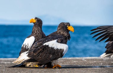 Yetişkin Steller'ın deniz kartalları. Yetişkin Steller'ın deniz kartalının yakın portresi. Bilimsel adı: Haliaeetus pelagicus.
