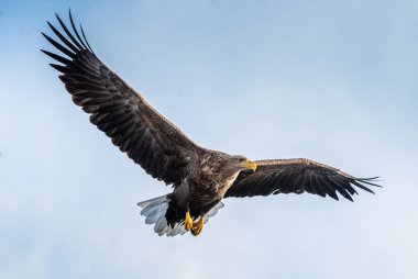 White tailed eagle in flight. Blue sky background. Scientific name: Haliaeetus albicilla, also known as the ern, erne, gray eagle, Eurasian sea eagle and white-tailed sea-eagle.