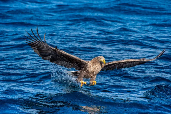 White Tailed Eagle Fishing Blue Ocean Background Scientific Name Haliaeetus — Stock Photo, Image