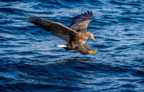 White Tailed Eagle Fishing Blue Ocean Background Scientific Name Haliaeetus — Stock Photo, Image