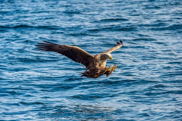 Білоспинний Орел Ловить Рибу Синій Океан Наукова Назва Haliaeetus Albicilla — стокове фото