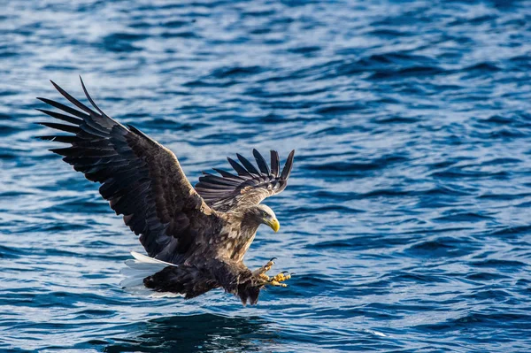 White Tailed Eagle Fishing Blue Ocean Background Scientific Name Haliaeetus — ストック写真
