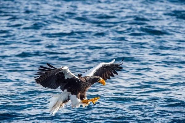 Adulte Steller Sea Eagle Fishing Nom Scientifique Haliaeetus Pelagicus Fond — Photo