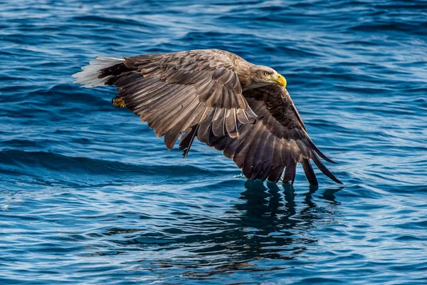 White Tailed Eagle Fishing Blue Ocean Background Scientific Name Haliaeetus — Stok fotoğraf