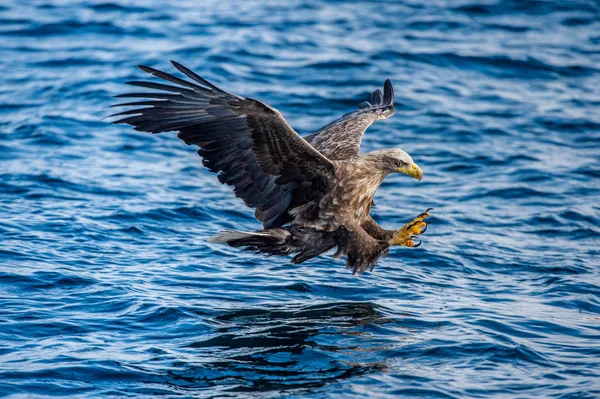 Pesca Águila Cola Blanca Fondo Del Océano Azul Nombre Científico —  Fotos de Stock