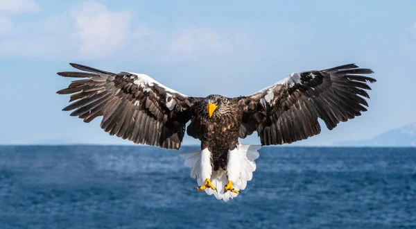 Aigle Mer Steller Vol Fond Bleu Ciel Nom Scientifique Haliaeetus — Photo