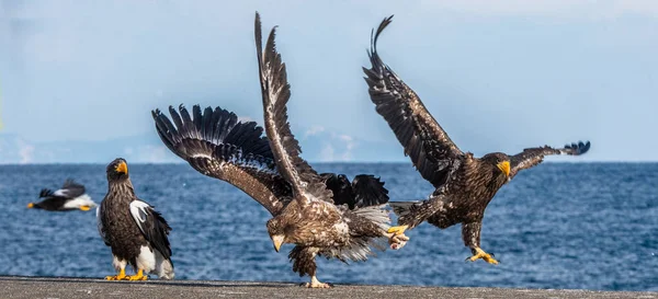 Aigles Lutte Deux Aigles Mer Juvéniles Steller Lutte Pour Leurs — Photo