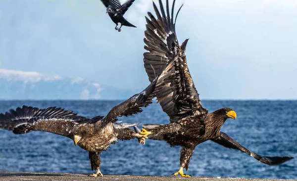 Aquile Lotta Due Giovani Aquile Mare Steller Lotta Preda — Foto Stock