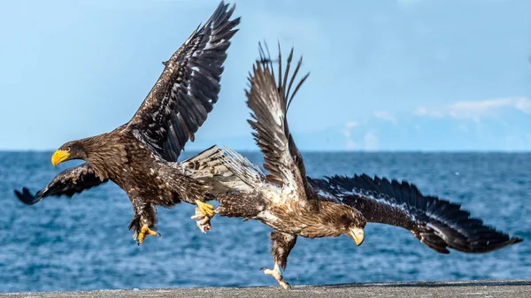 老鹰在战斗中 两个少年斯特勒的海鹰在争夺猎物 — 图库照片