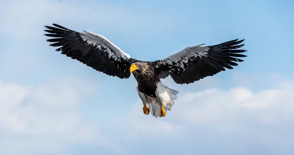 Águia Marinha Steller Voo Fundo Azul Céu Nome Científico Haliaeetus — Fotografia de Stock