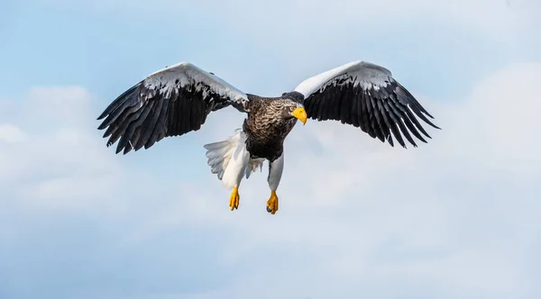 Steller Havsörn Flygning Blå Himmel Bakgrund Vetenskaplig Namn Haliaeetus Pelagicus — Stockfoto