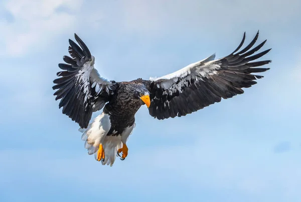 Águia Marinha Steller Voo Fundo Azul Céu Nome Científico Haliaeetus — Fotografia de Stock