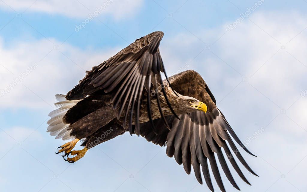 White tailed eagle in flight. Blue sky background. Scientific name: Haliaeetus albicilla, also known as the ern, erne, gray eagle, Eurasian sea eagle and white-tailed sea-eagle.