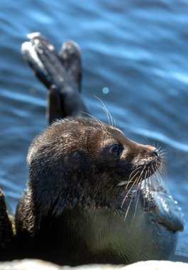 Ladoga halkalı mühür. Yan görünüm portresi. Yakından kapatın. Bilimsel adı: Pusa hispida ladogensis. Ladoga mührü doğal bir yaşam alanında. Ladoga Gölü. 