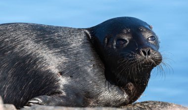 Ladoga halkalı mühür. Yan görünüm portresi. Bilimsel adı: Pusa hispida ladogensis. Ladoga mührü doğal bir yaşam alanında. Ladoga Gölü. 