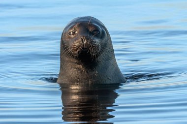 Ladoga halkalı fok suda. Bilimsel adı: Pusa hispida ladogensis. Ladoga mührü doğal bir yaşam alanında. Ladoga Gölü.