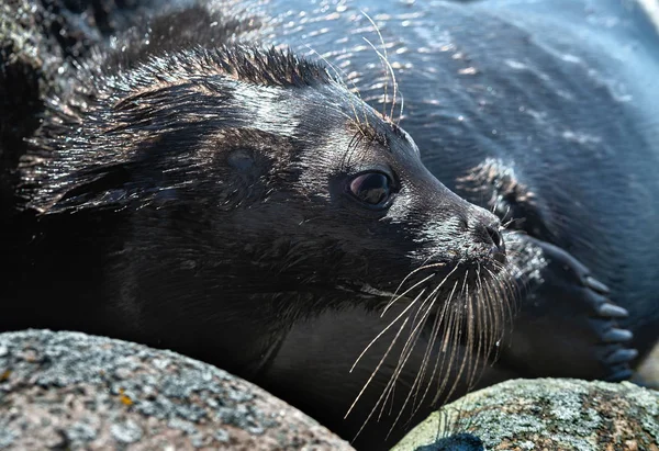 Ladoga Ringed Seal Side View Portrait Close Scientific Name Pusa — Stock Photo, Image