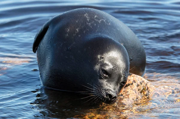 The Ladoga ringed seal. Scientific name: Pusa hispida ladogensis. The Ladoga seal in a natural habitat. Ladoga Lake.