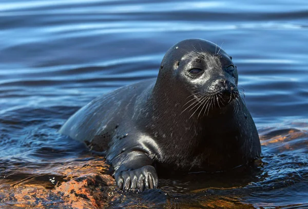 Ladoga Ringed Seal Scientific Name Pusa Hispida Ladogensis Ladoga Seal — Stock Photo, Image