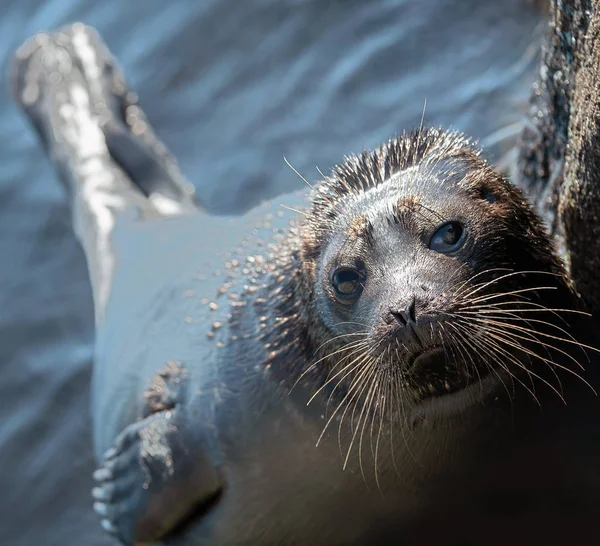 Ladoga Ringed Seal Scientific Name Pusa Hispida Ladogensis Ladoga Seal — Stock Photo, Image