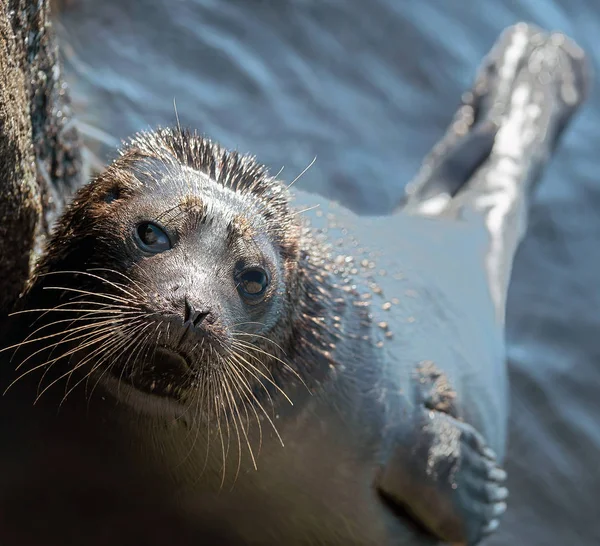 The Ladoga ringed seal. Scientific name: Pusa hispida ladogensis. The Ladoga seal in a natural habitat. Ladoga Lake.