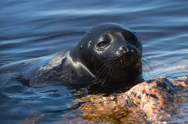 The Ladoga ringed seal. Side view portrait. Scientific name: Pusa hispida ladogensis. The Ladoga seal in a natural habitat. Ladoga Lake.