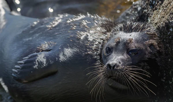 Ladoga Ringed Seal Side View Portrait Scientific Name Pusa Hispida — Stock Photo, Image