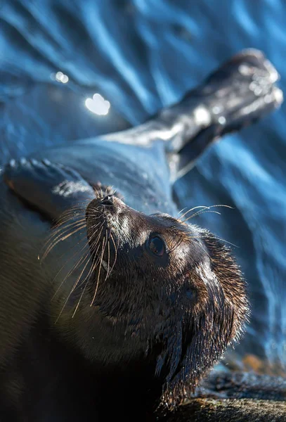 Ladoga Ringed Seal Side View Portrait Close Scientific Name Pusa — Stock Photo, Image