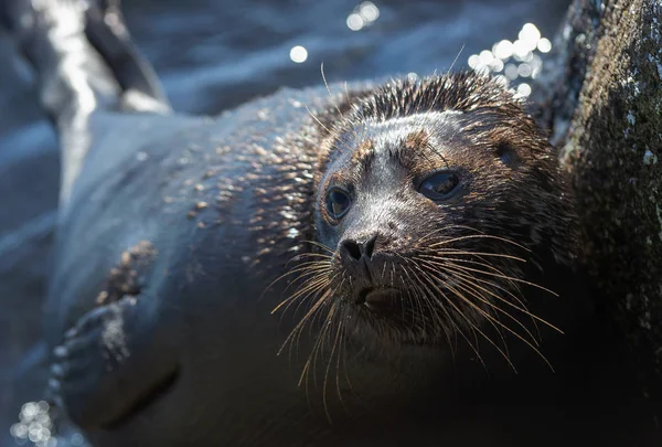 Ladoga Ringed Seal Side View Portrait Scientific Name Pusa Hispida — Stock Photo, Image